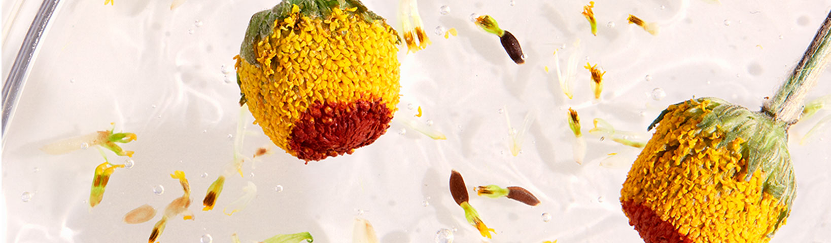 BOOST COLLAGEN WITH PLANT EXTRACTS