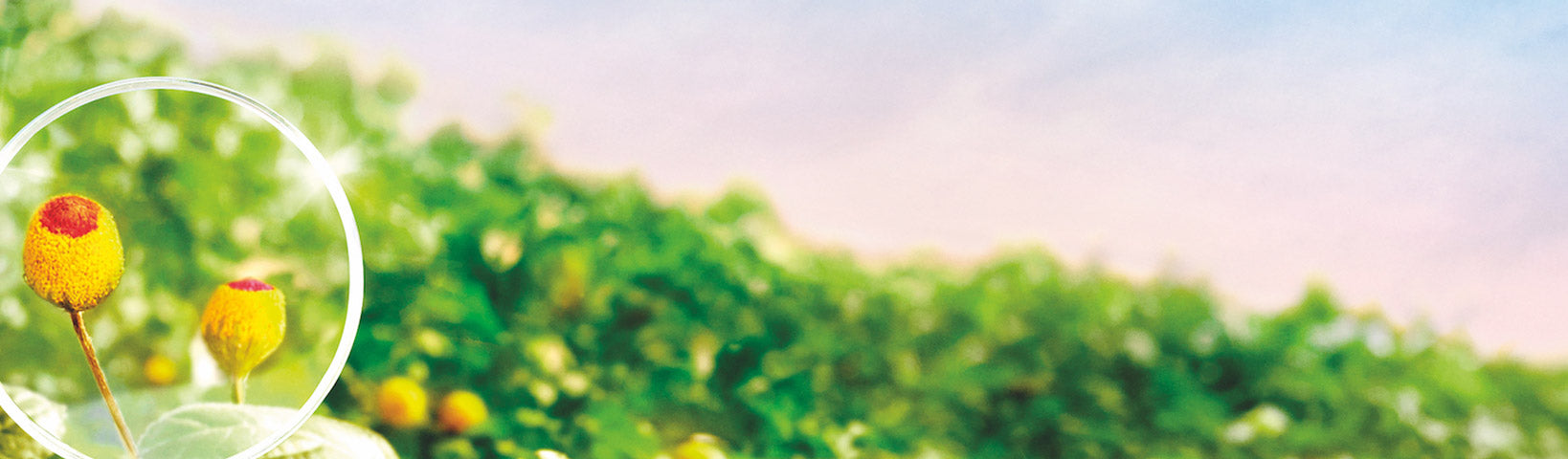 THE IMPORTANCE OF SKIN COLLAGEN