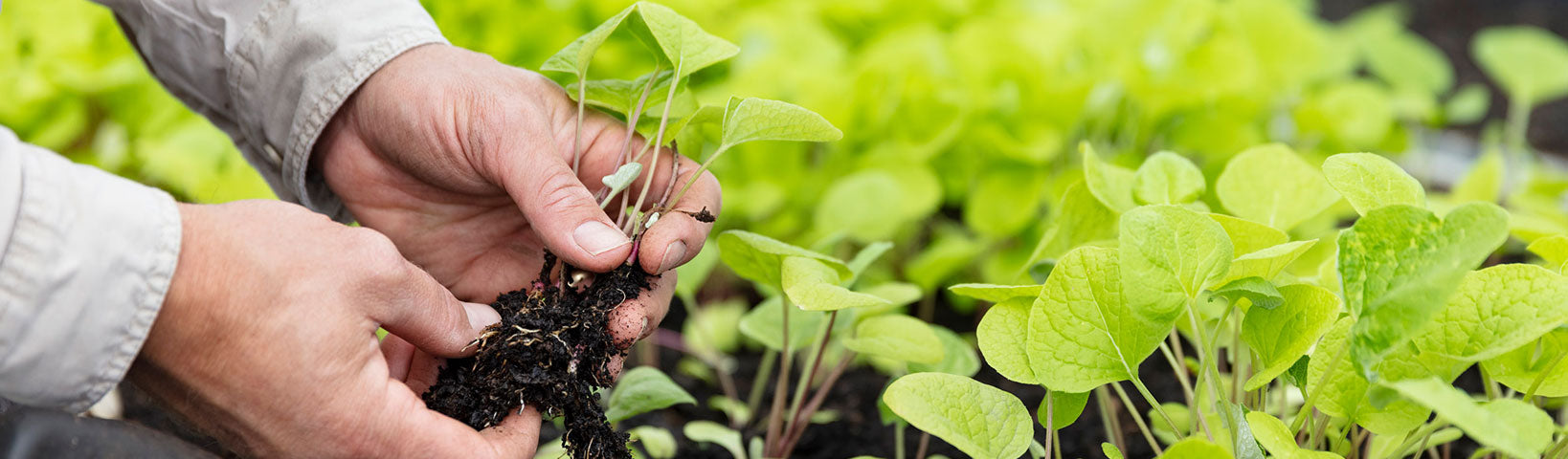 JURLIQUE BUSH REGENERATION