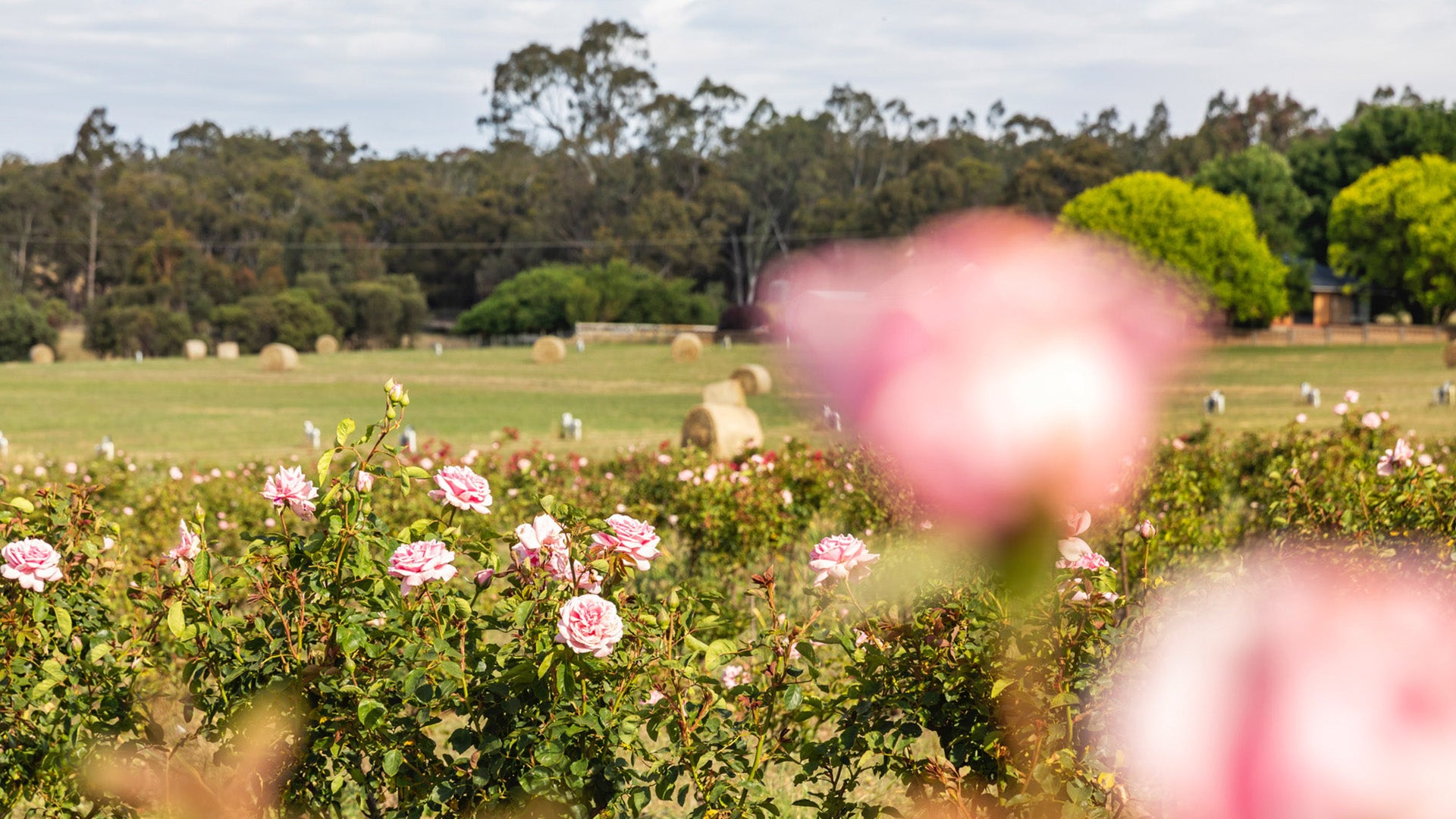 OUR NEW LIMITED EDITION – AUSTRALIAN BY NATURE