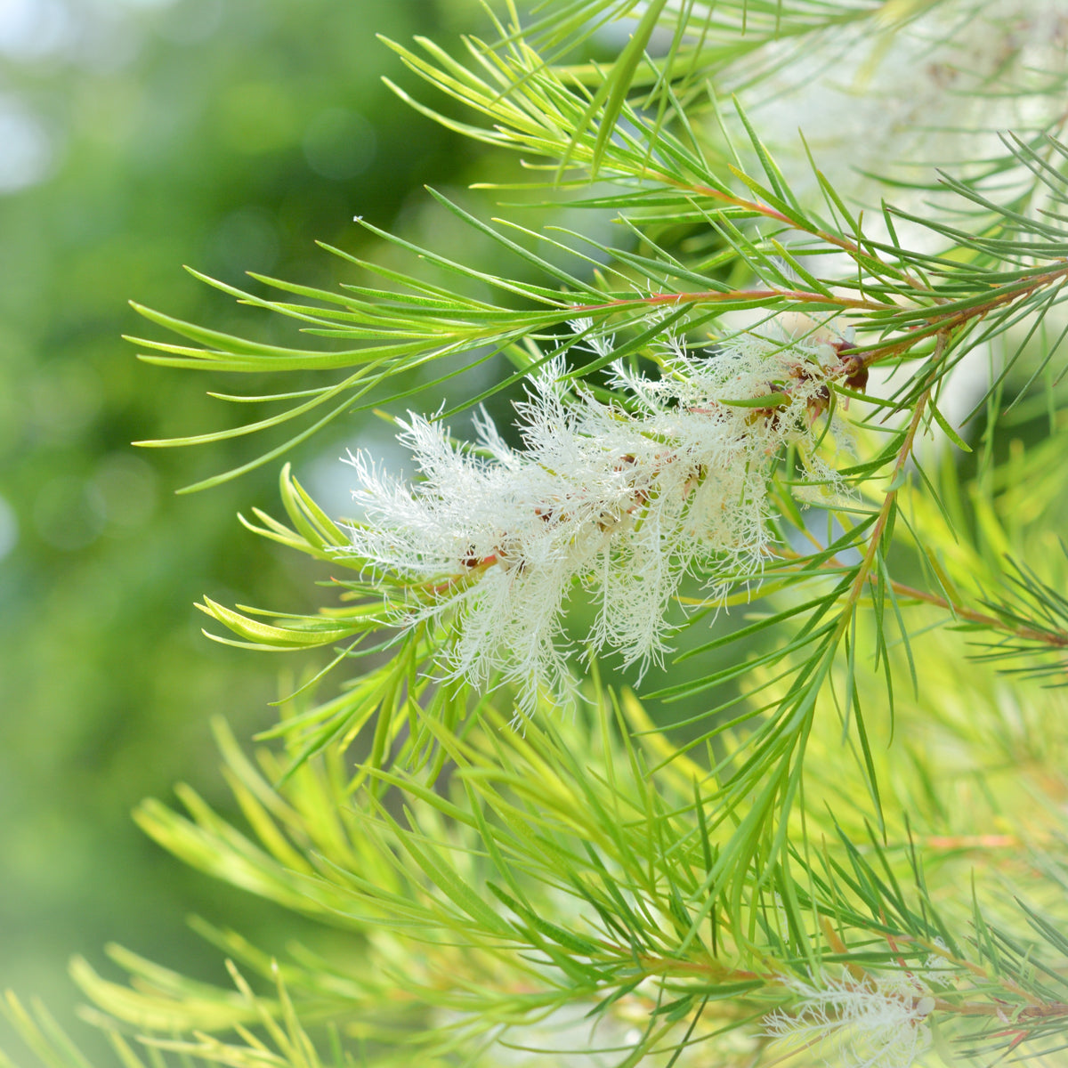 Tea Tree Pure Essential Oil