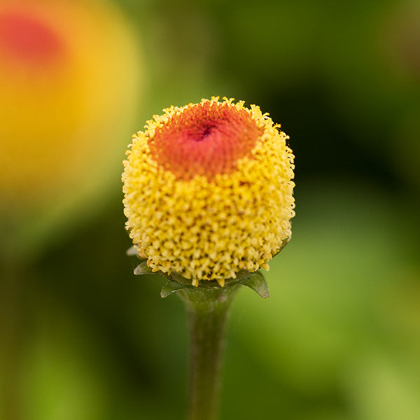 Spilanthes