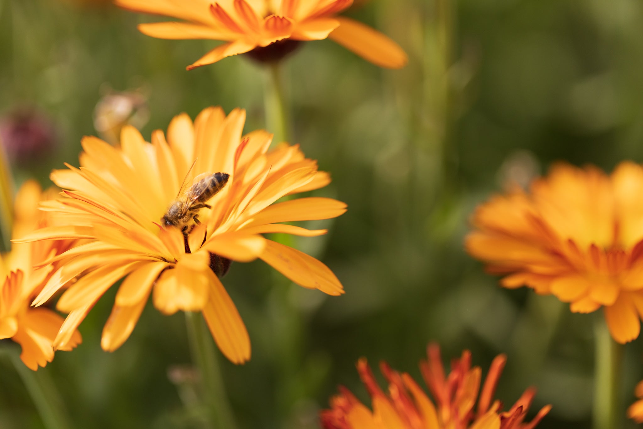 Calendula