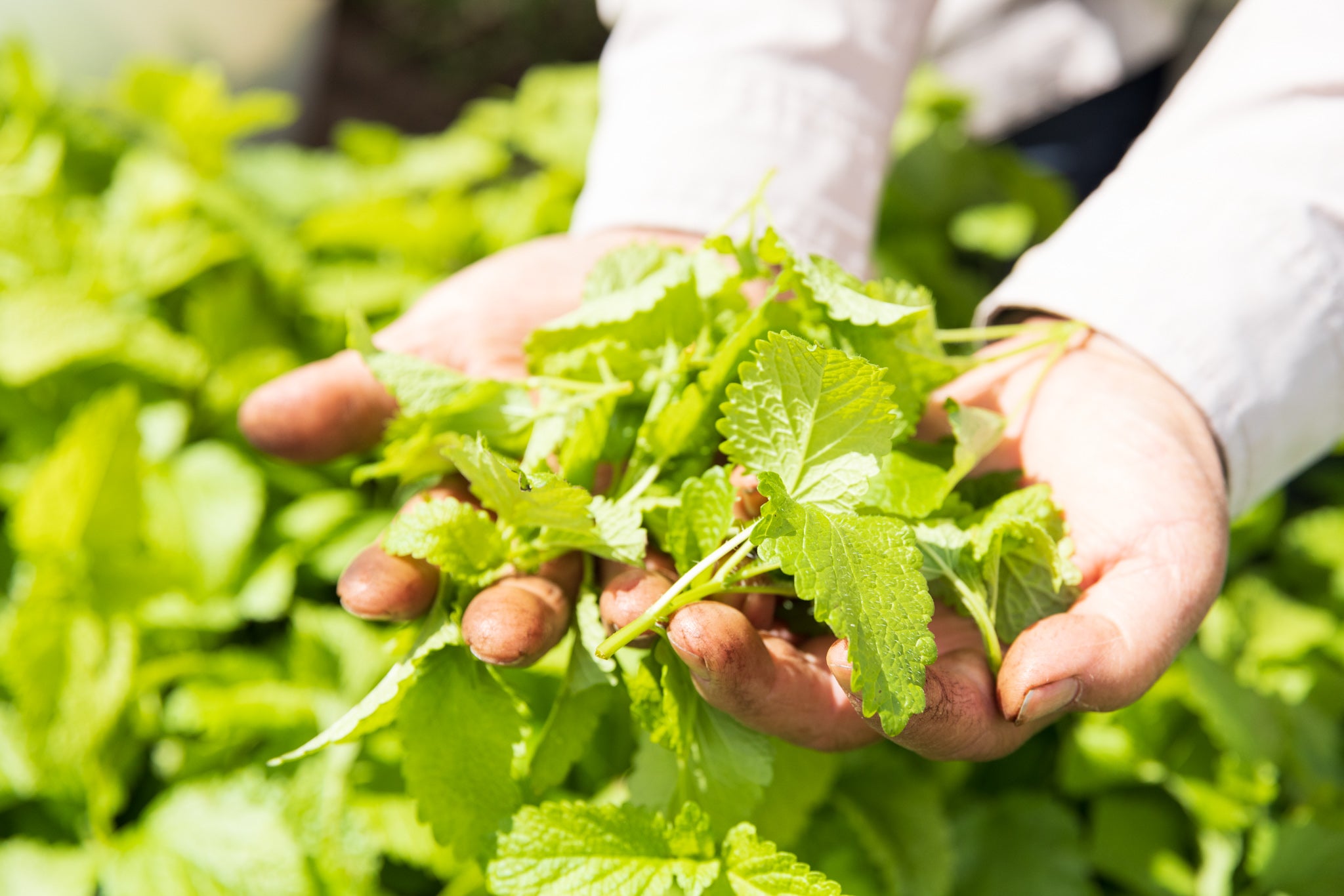 Lemon Balm