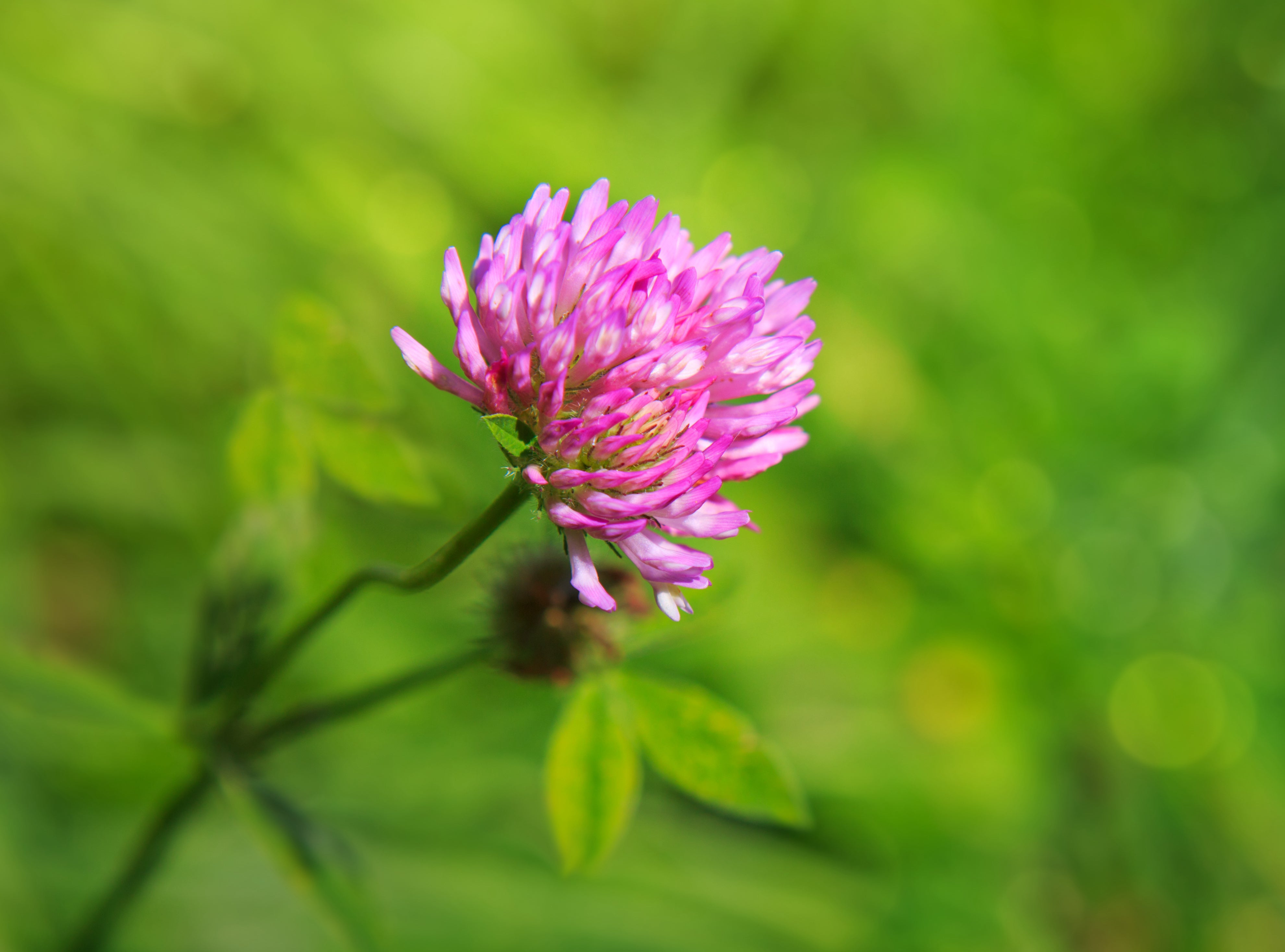 Red Clover