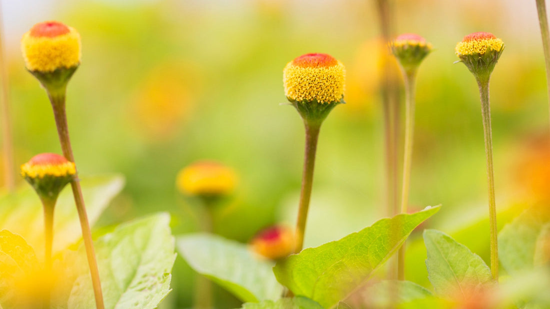 5 WAYS TO BOOST COLLAGEN NATURALLY