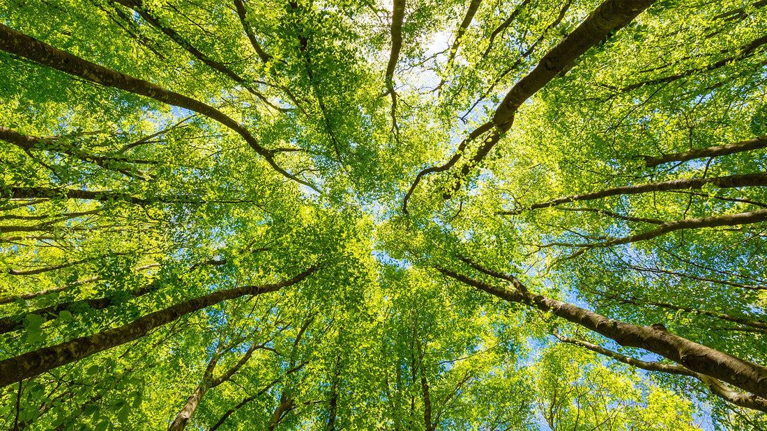 HARNESSING THE POWER OF AUSTRALIAN NATURE