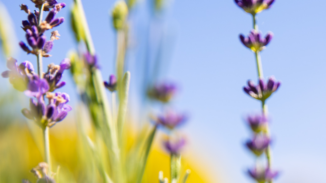 AROMATHERAPY & SELF-CARE