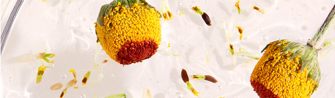 BOOST COLLAGEN WITH PLANT EXTRACTS