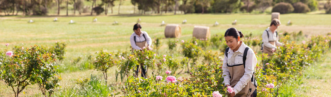 THE SKINCARE ICON YOUR ROUTINE CAN’T BE WITHOUT