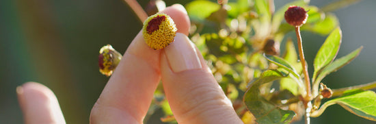 SPILANTHES: OUR SECRET TO NATURAL ANTI-AGEING