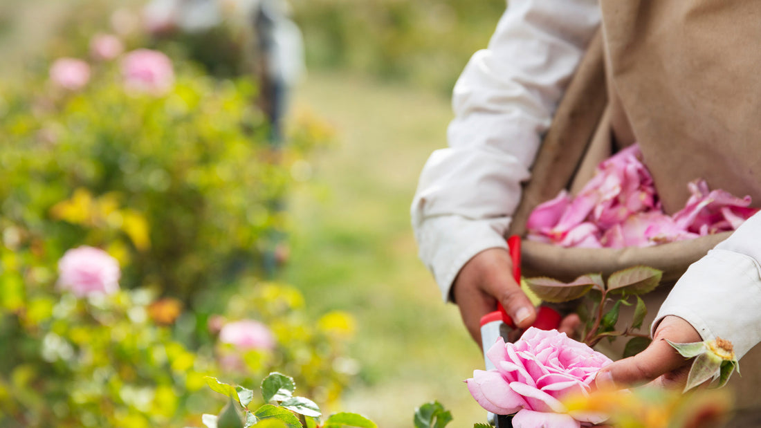 WOMEN WHO INSPIRE: ULRIKE KLEIN – JURLIQUE CO-FOUNDER