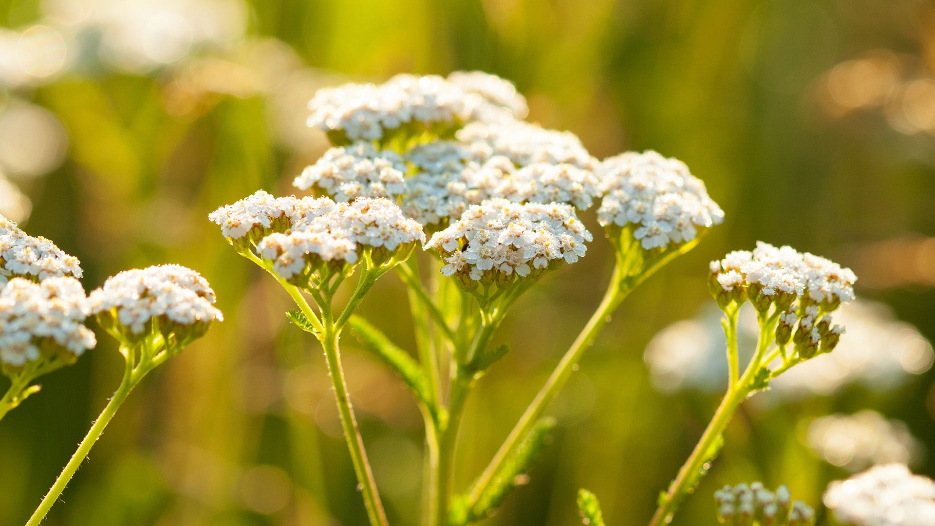 JOURNEY TO THE JAR: THE STORY OF OUR YARROW