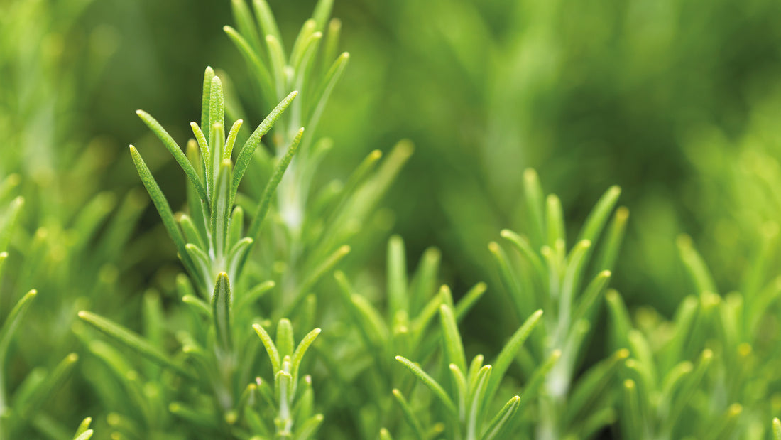 NUTRI-DEFINE: THE STORY BEHIND AN ANTI-AGEING BREAKTHROUGH