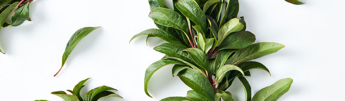 THE 4 BENEFITS OF PEACH LEAF EXTRACT FOR SKIN