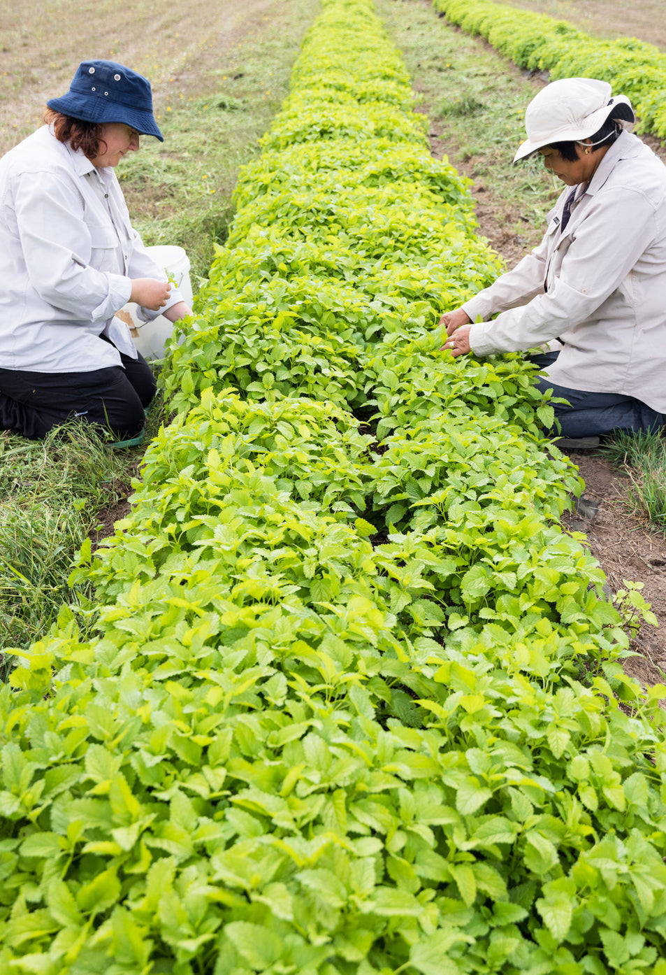 Lemon Balm