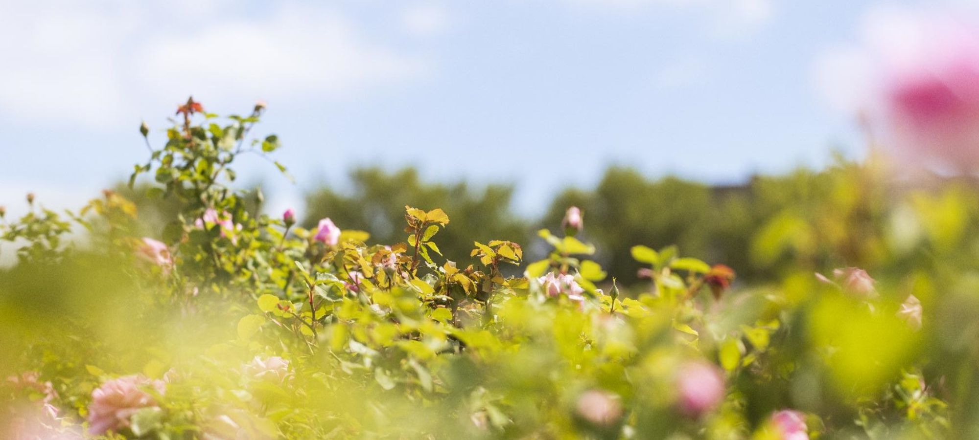 Natural Biodynamic* Australian Made Products